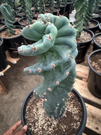 Spiral Cactus | Tall Columnar Live Cactus | Rare Collector Plant