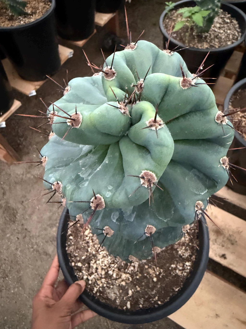 Spiral Cactus | Tall Columnar Live Cactus | Rare Collector Plant
