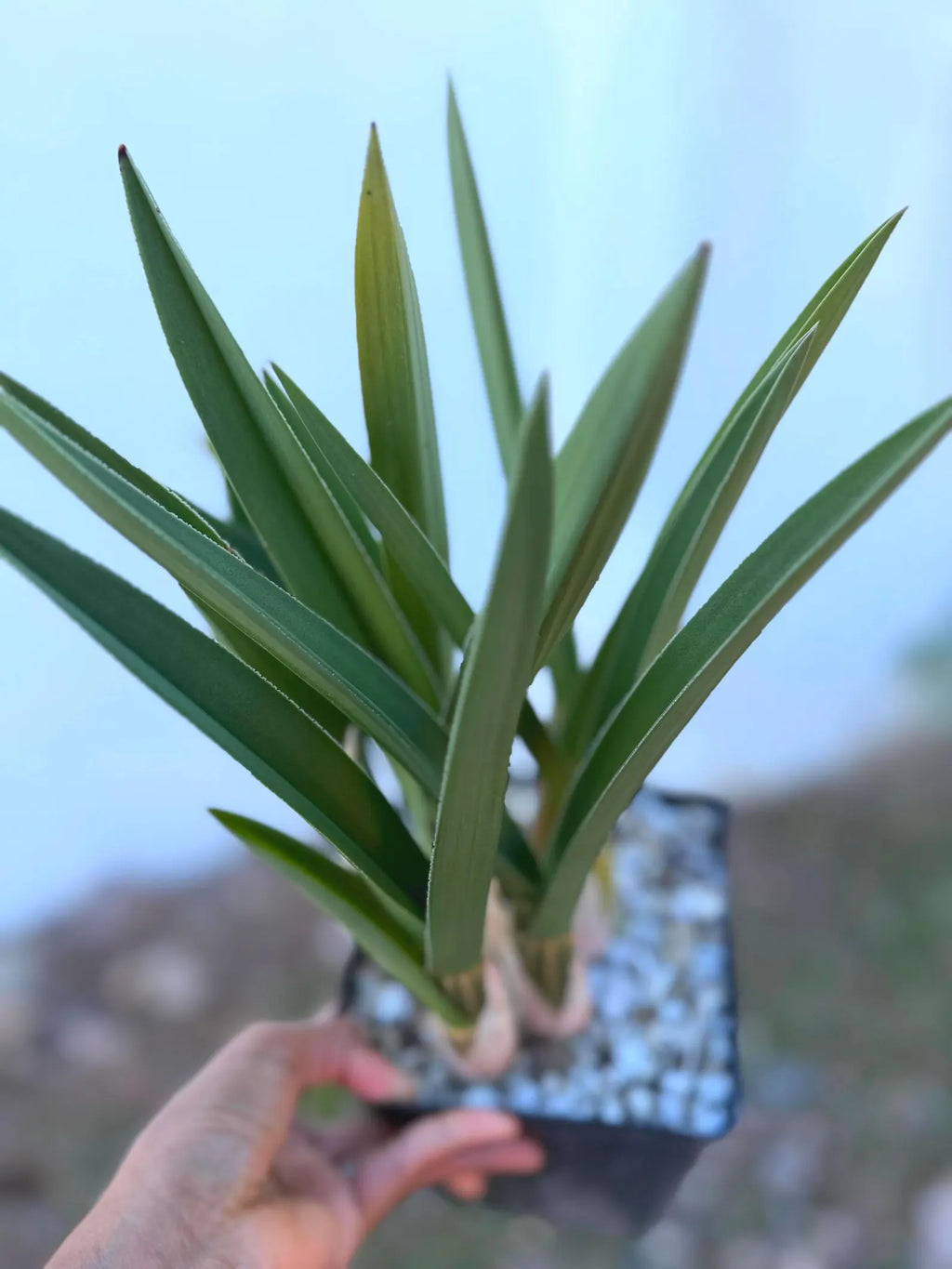 Desert Orchid Live Succulent Plant – Rare 9-10 Inch Easy Care Houseplant Gift