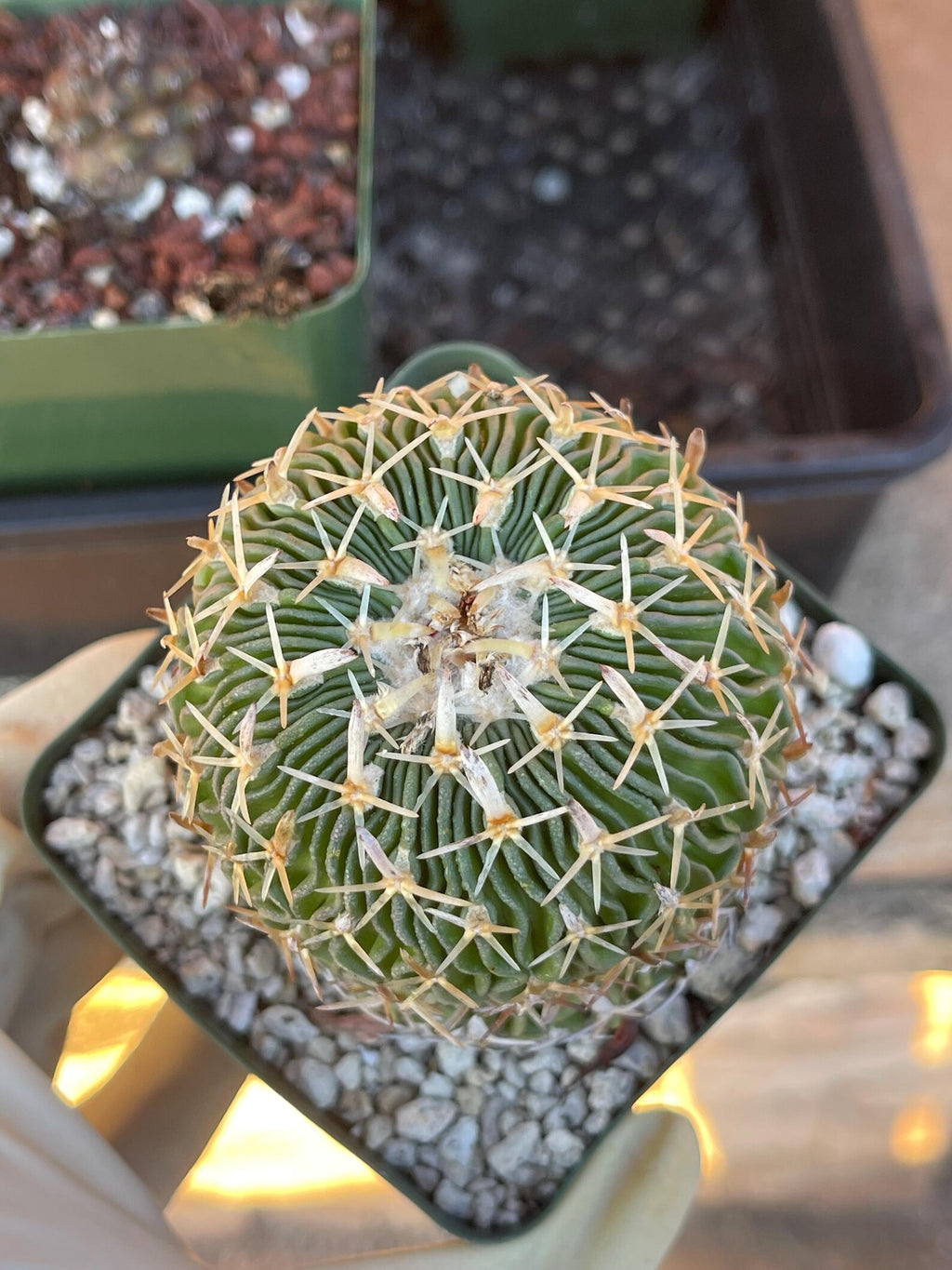 Stenocactus Multicostatus Live Cactus | Rare Old Cactus | Flowering Collector Plant