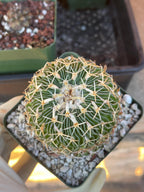 Stenocactus Multicostatus Live Cactus | Rare Old Cactus | Flowering Collector Plant
