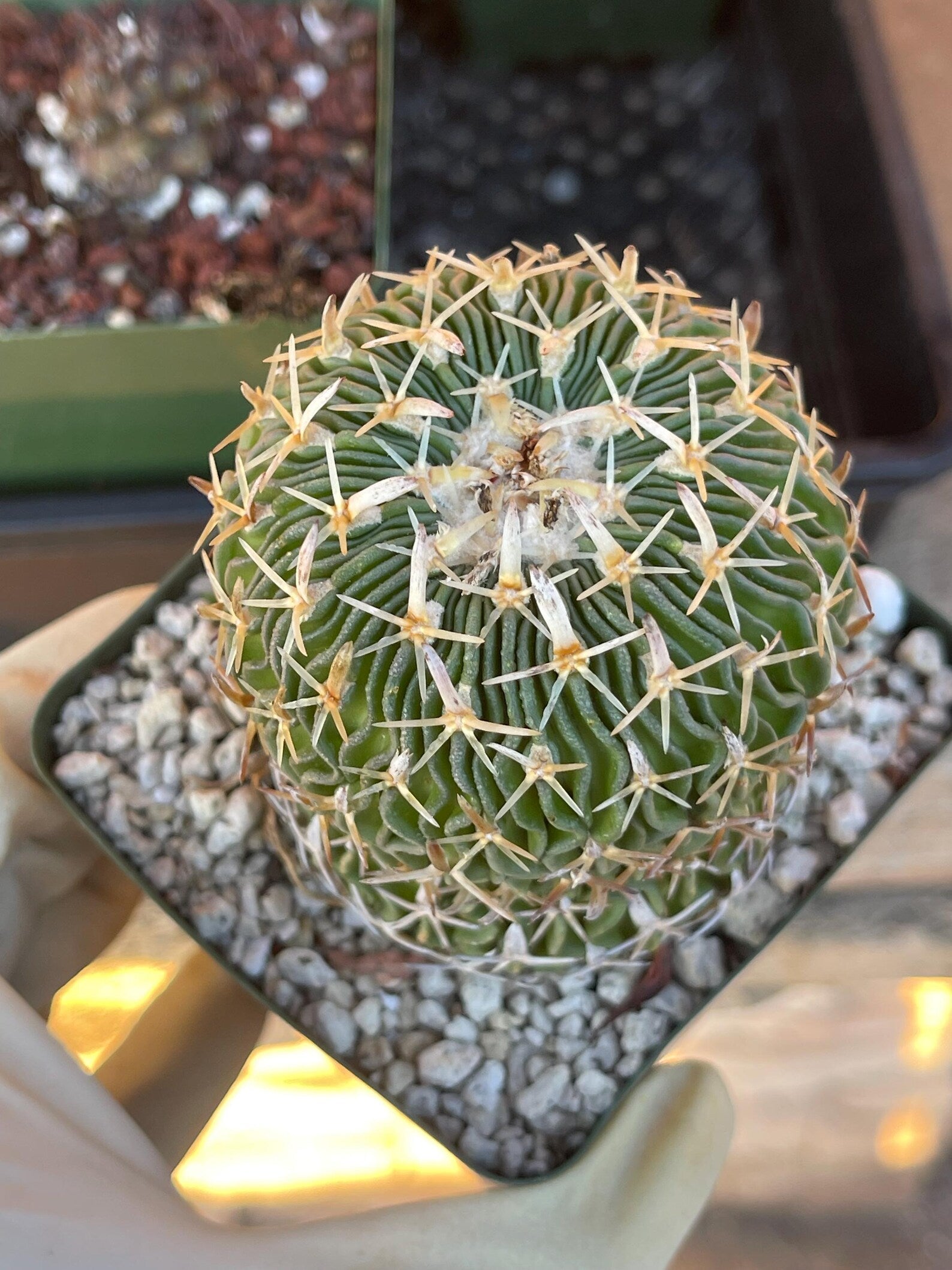 Stenocactus Multicostatus Live Cactus | Rare Old Cactus | Flowering Collector Plant