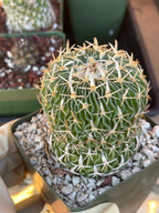 Stenocactus Multicostatus Live Cactus | Rare Old Cactus | Flowering Collector Plant