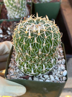 Stenocactus Multicostatus Live Cactus | Rare Old Cactus | Flowering Collector Plant