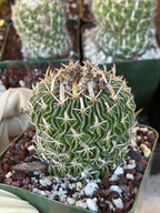 Stenocactus Multicostatus Live Cactus | Rare Old Cactus | Flowering Collector Plant