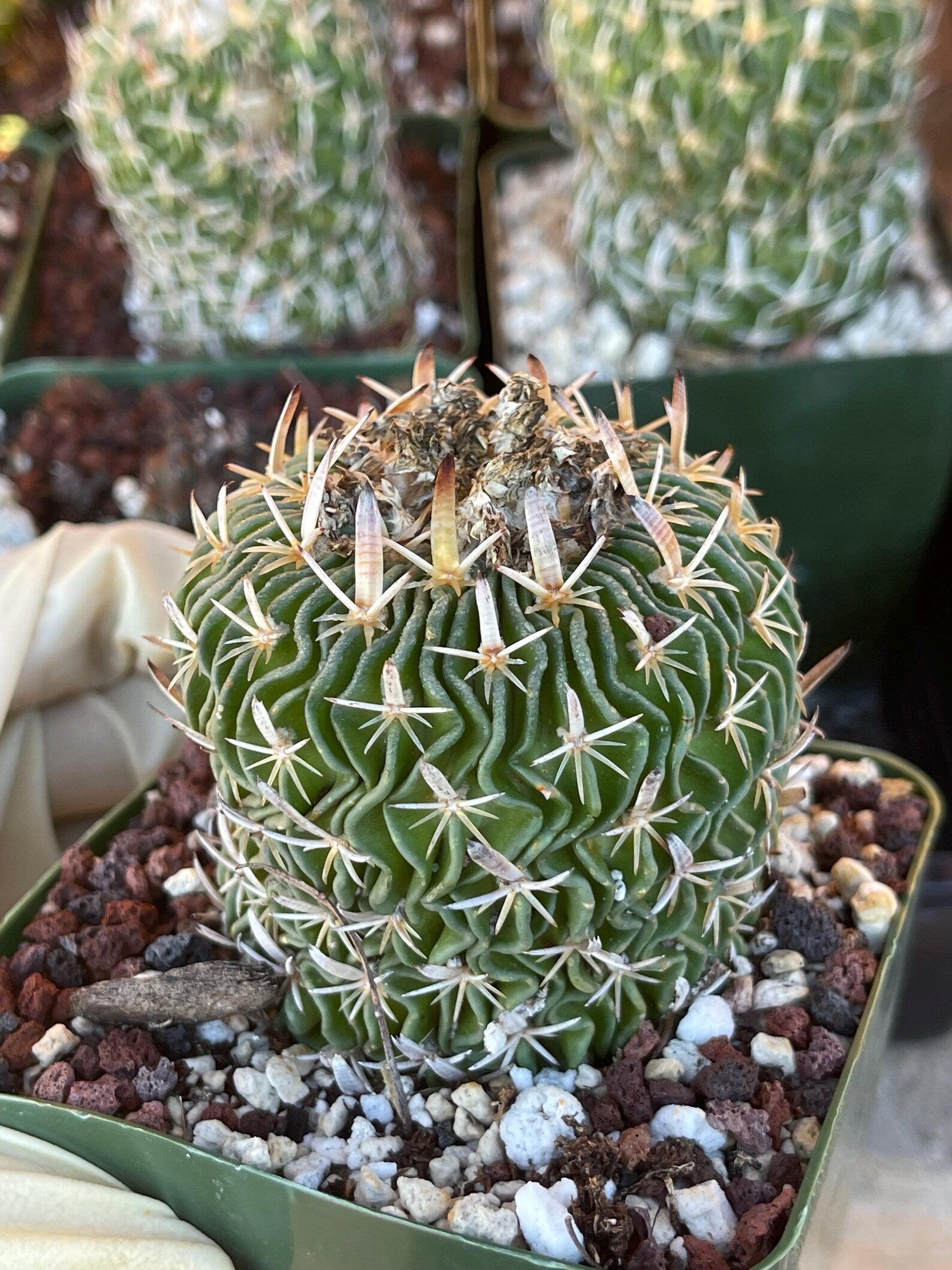 Stenocactus Multicostatus Live Cactus | Rare Old Cactus | Flowering Collector Plant