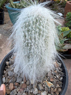 Cephalocereus Senilis Large Live Cactus