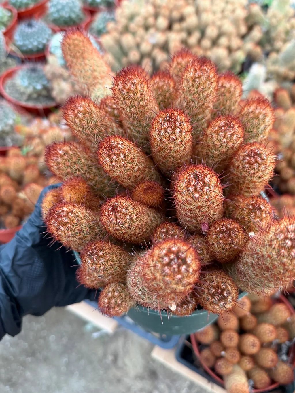 Large Mammillaria Elongata Cactus | 6 Inch Rare Live Cactus Plant | Easy-Care Succulent