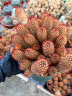 Large Mammillaria Elongata Cactus | 6 Inch Rare Live Cactus Plant | Easy-Care Succulent