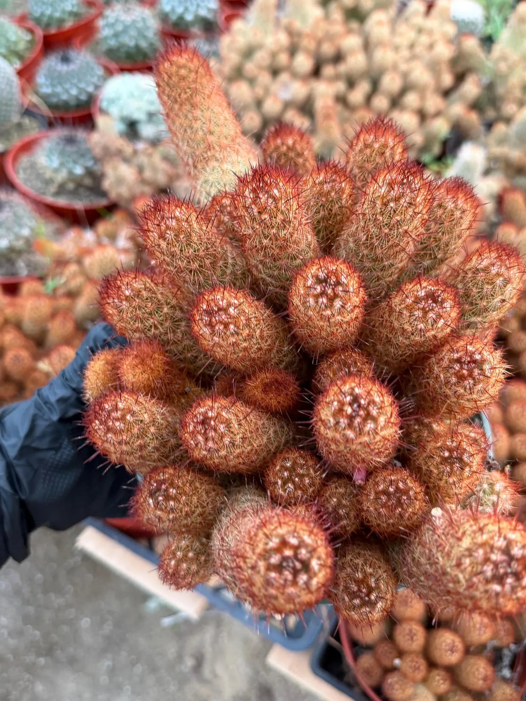 Large Mammillaria Elongata Cactus | 6 Inch Rare Live Cactus Plant | Easy-Care Succulent