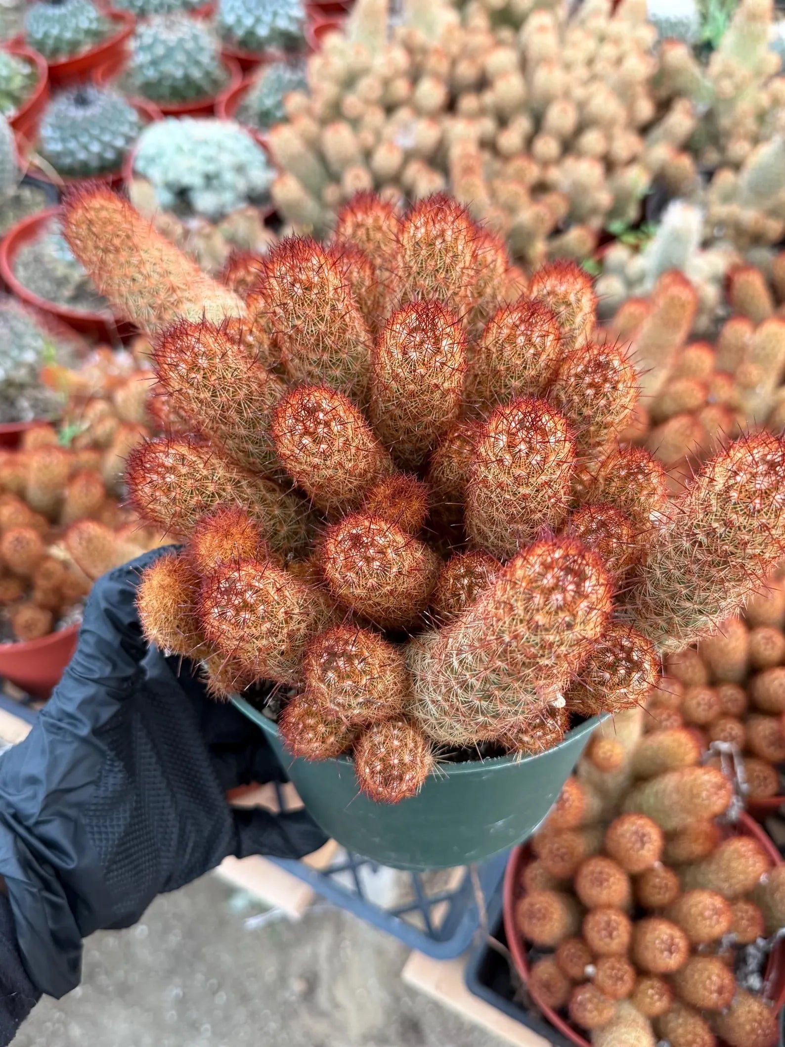 Large Mammillaria Elongata Cactus | 6 Inch Rare Live Cactus Plant | Easy-Care Succulent