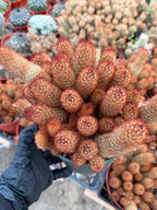 Large Mammillaria Elongata Cactus | 6 Inch Rare Live Cactus Plant | Easy-Care Succulent