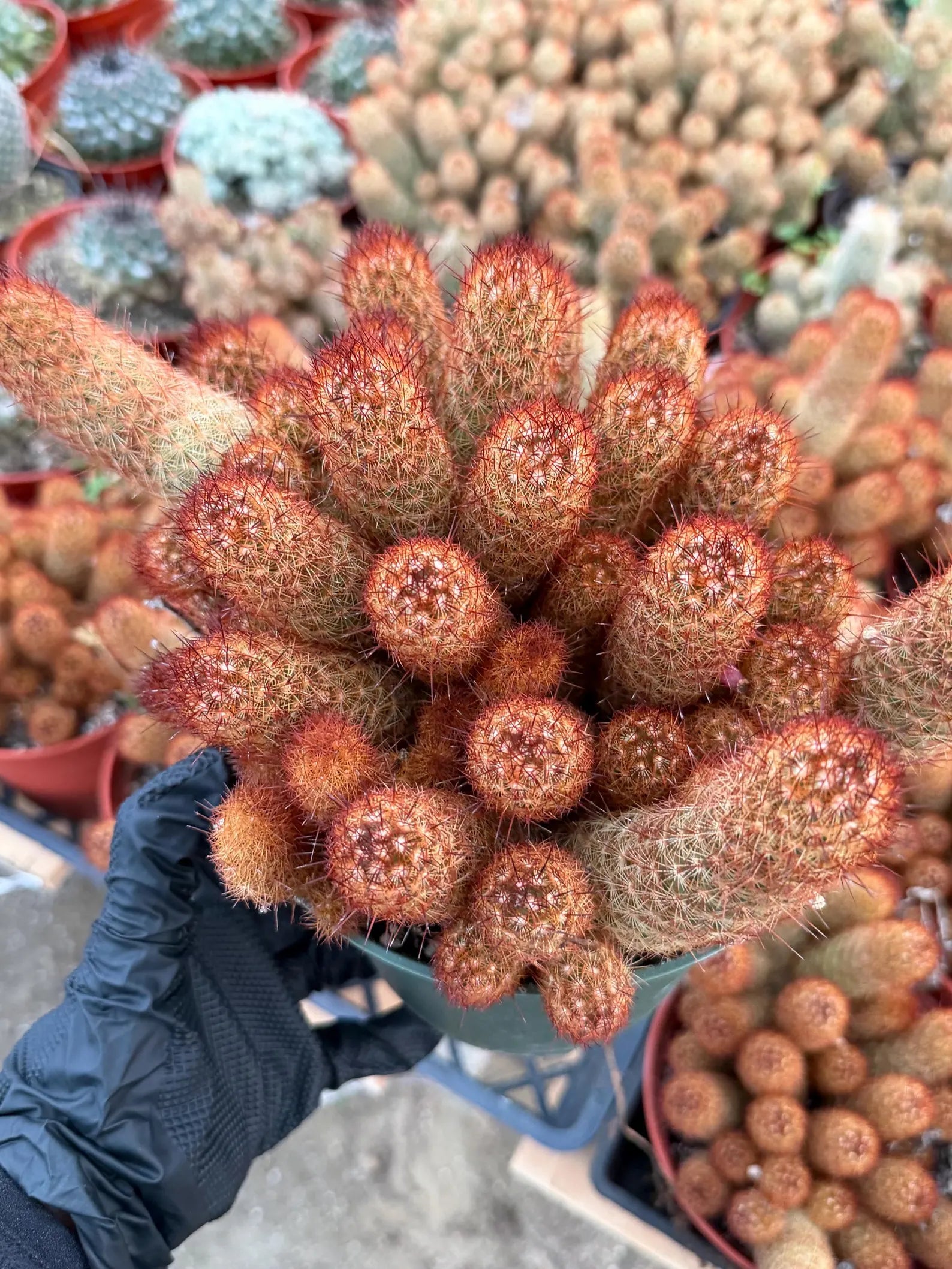 Large Mammillaria Elongata Cactus | 6 Inch Rare Live Cactus Plant | Easy-Care Succulent