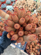 Large Mammillaria Elongata Cactus | 6 Inch Rare Live Cactus Plant | Easy-Care Succulent