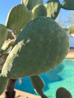 Spineless Opuntia Cactus Cutting | Live Prickly Pear Plant | 5–7 Inch Cactus Cutting