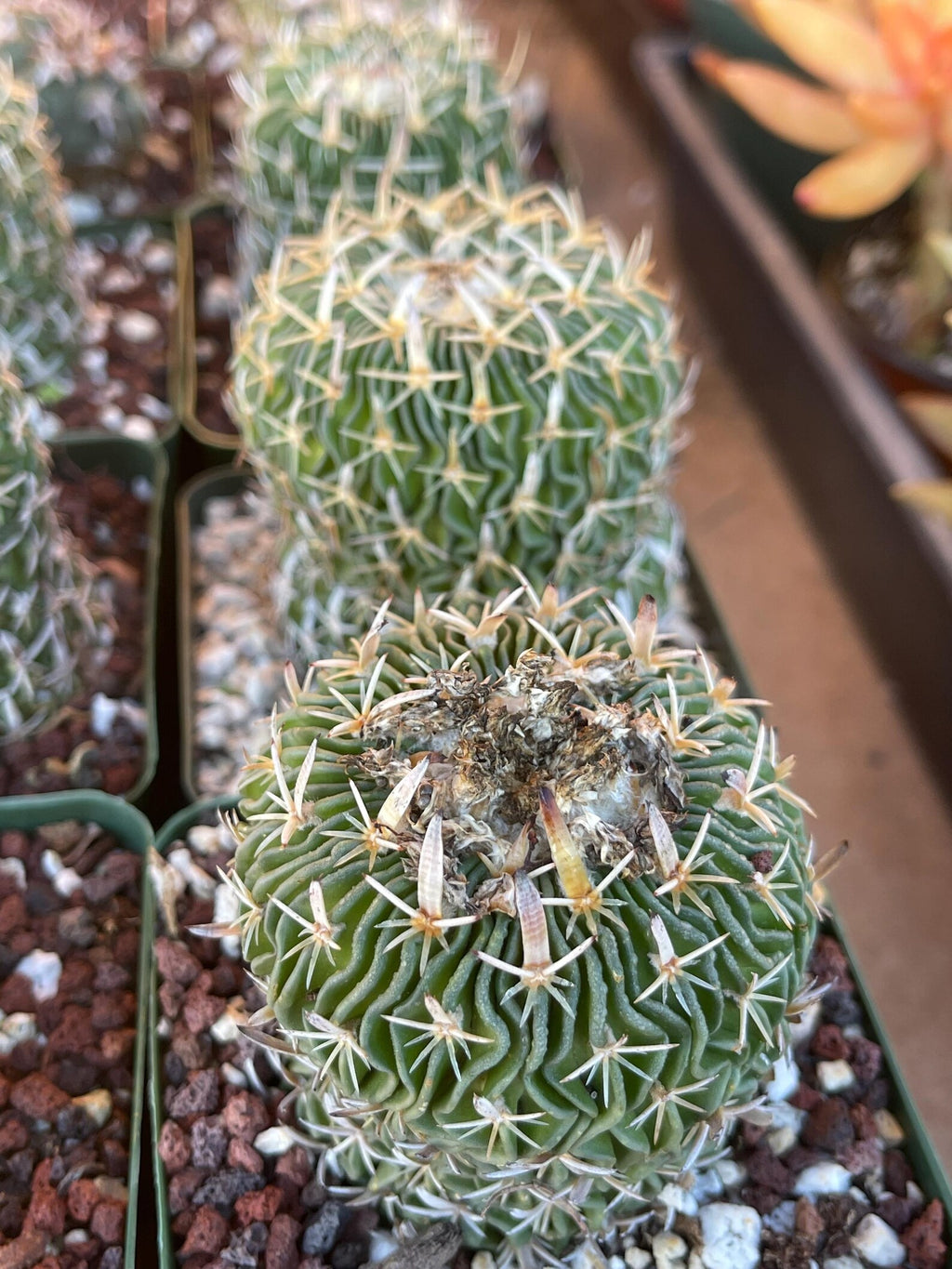 Stenocactus Multicostatus Live Cactus | Rare Old Cactus | Flowering Collector Plant