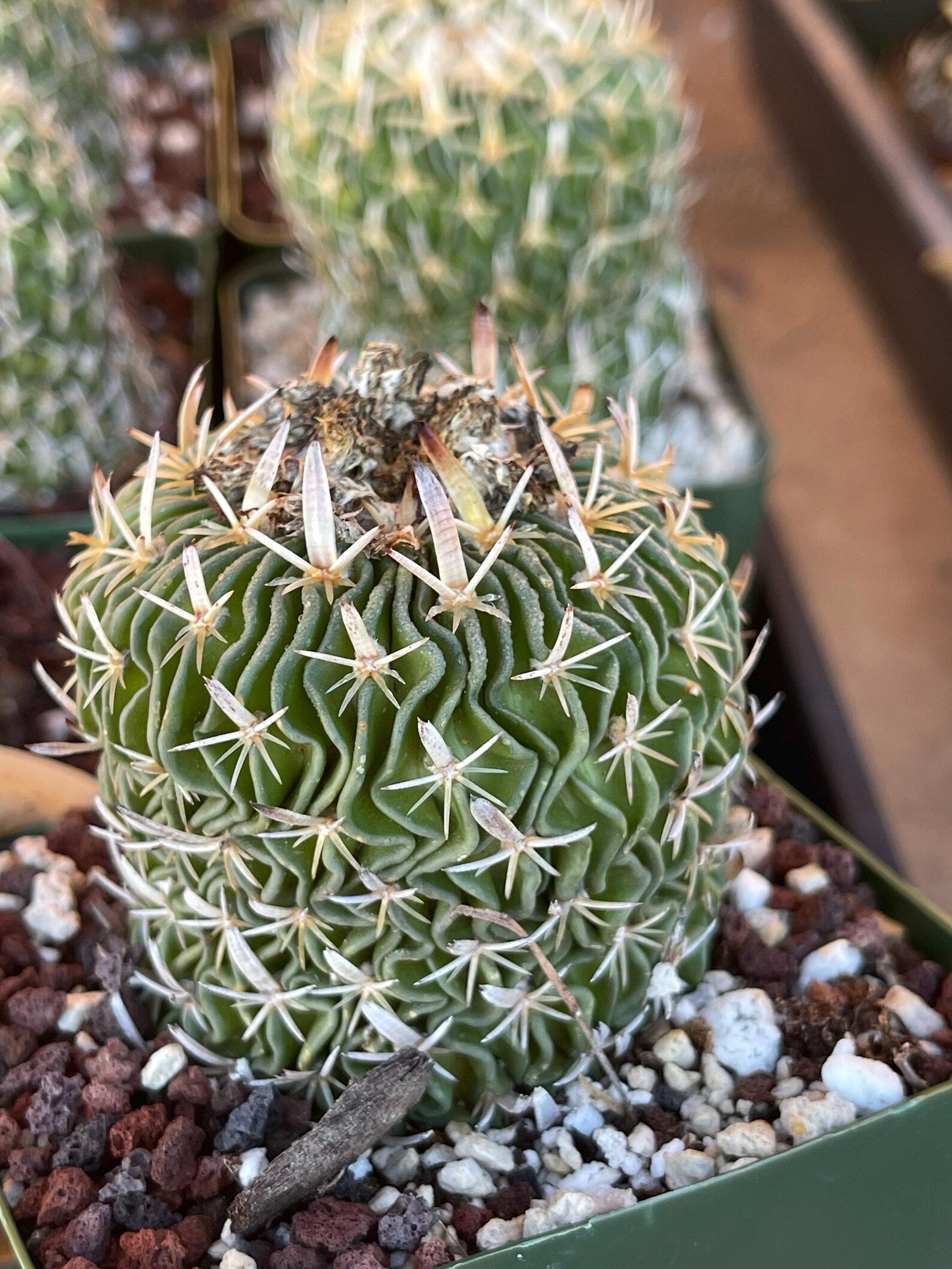 Stenocactus Multicostatus Live Cactus | Rare Old Cactus | Flowering Collector Plant