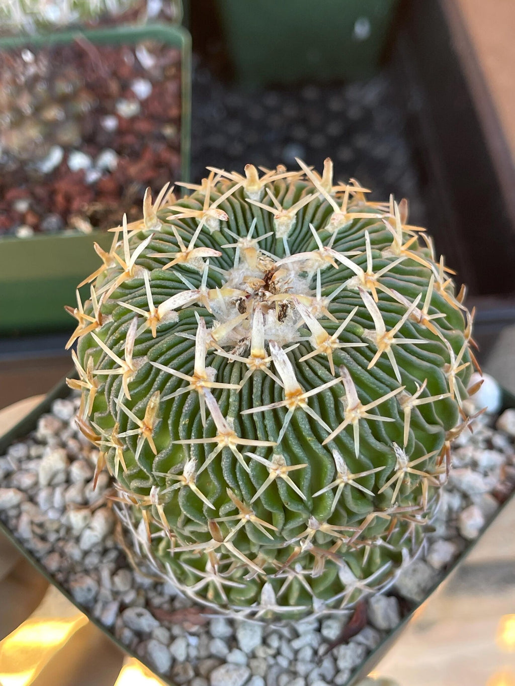 Stenocactus Multicostatus Live Cactus | Rare Old Cactus | Flowering Collector Plant