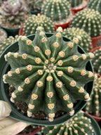 Rare Echinopsis Subdenudata Easter Lily Cactus | Live Succulent Plant #822