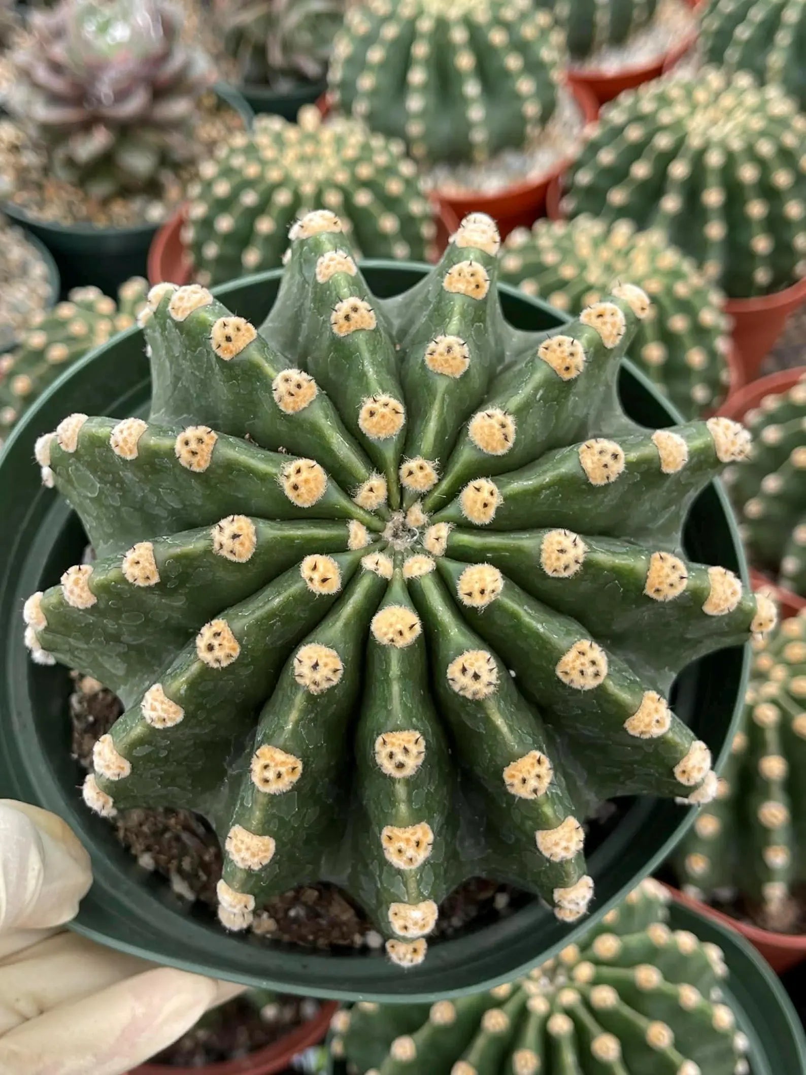 Rare Echinopsis Subdenudata Easter Lily Cactus | Live Succulent Plant #822