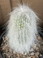 Cephalocereus Senilis Large Live Cactus