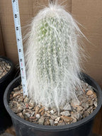 Cephalocereus Senilis Large Live Cactus