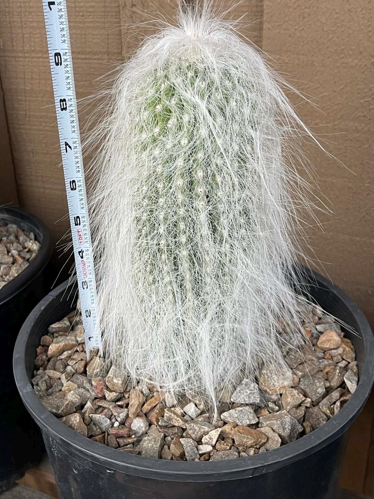 Cephalocereus Senilis Large Live Cactus