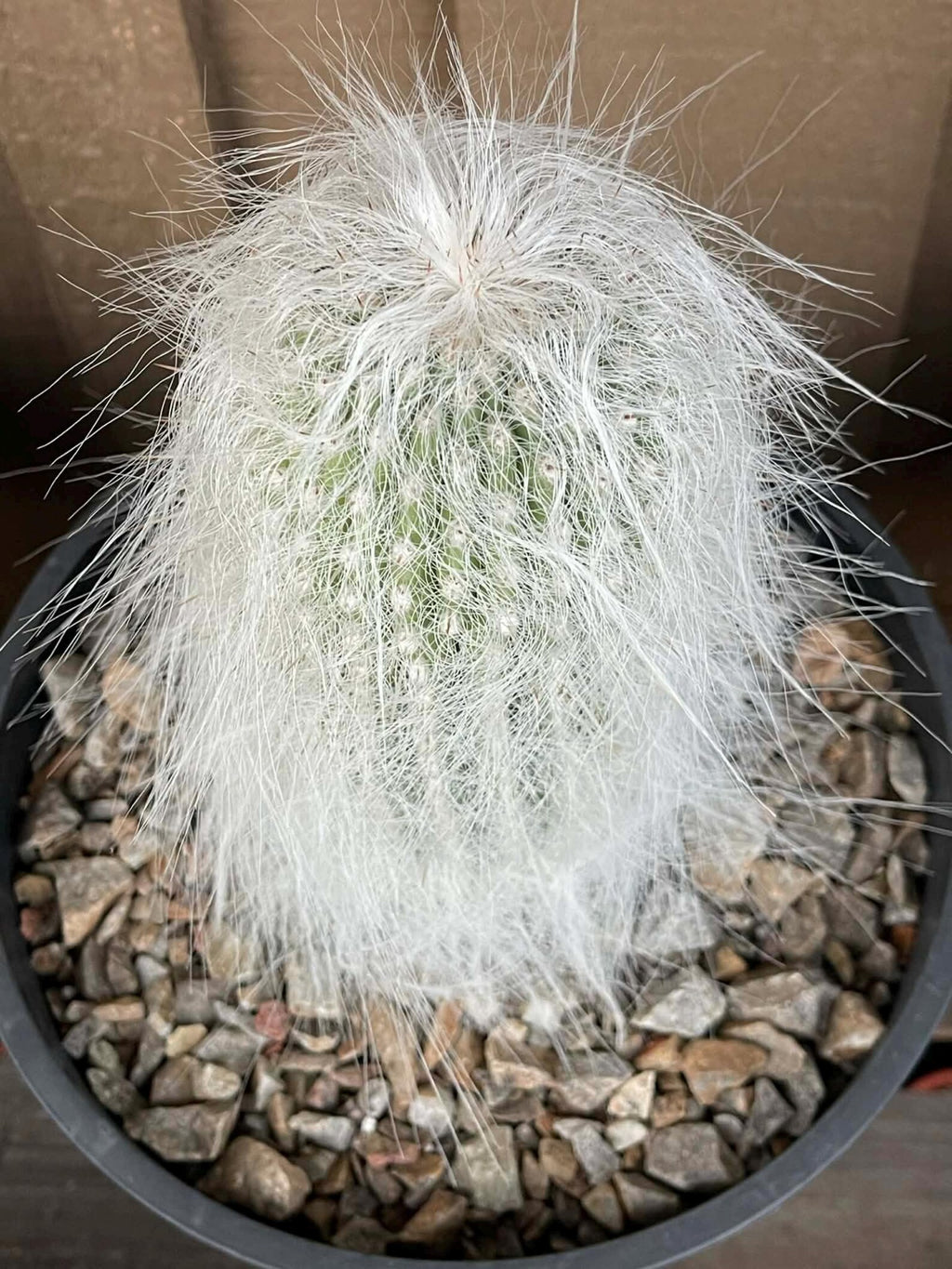 Cephalocereus Senilis Large Live Cactus