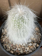 Cephalocereus Senilis Large Live Cactus
