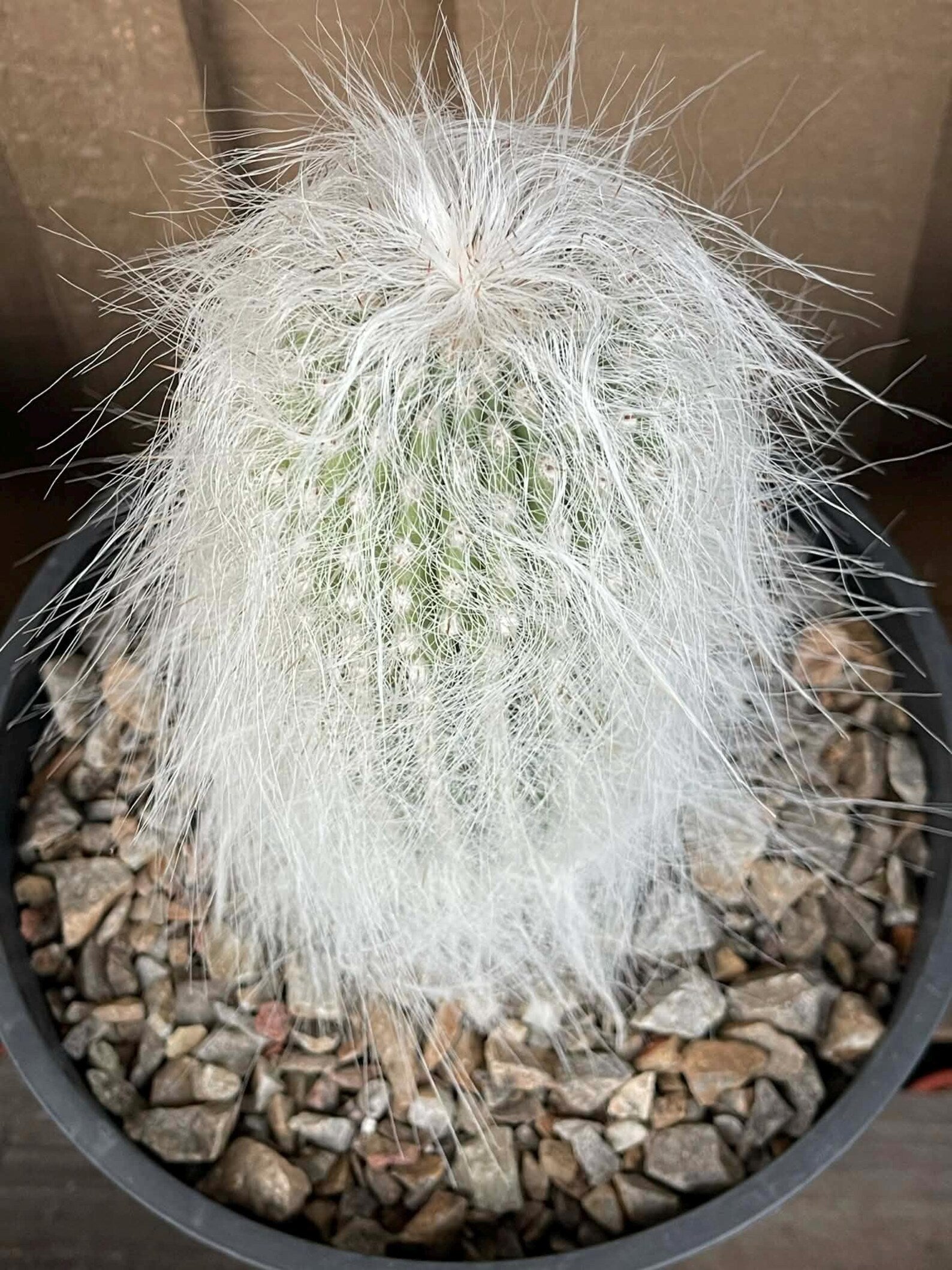 Cephalocereus Senilis Large Live Cactus