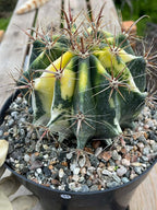 Variegated Ferocactus Rare Large Cactus – Live Plant #11