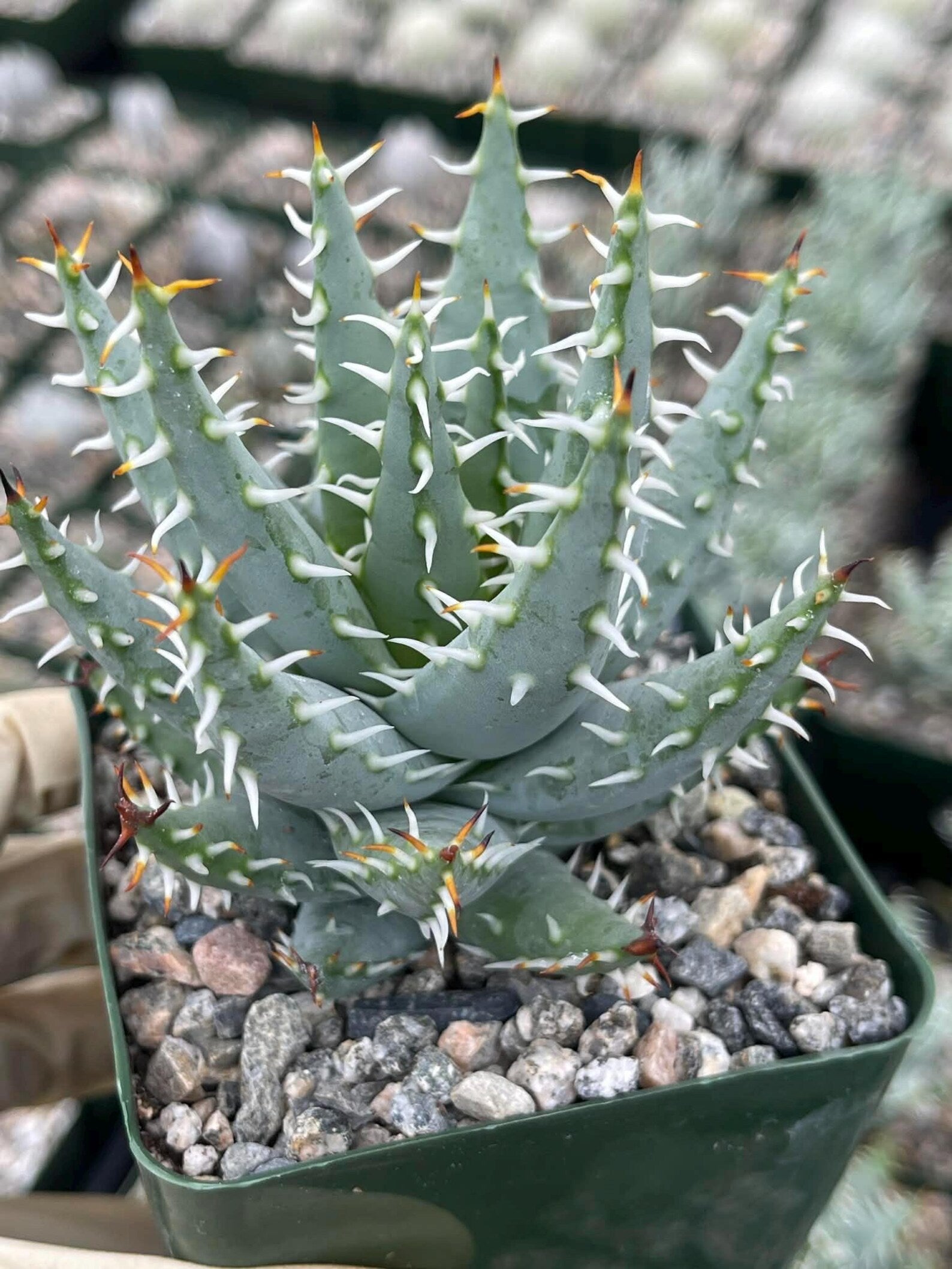 Aloe Erinacea | Seed Grown Rare Live Succulent Plant | Collector Aloe