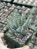 Aloe Erinacea | Seed Grown Rare Live Succulent Plant | Collector Aloe