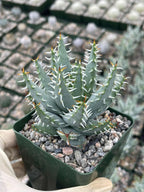 Aloe Erinacea | Seed Grown Rare Live Succulent Plant | Collector Aloe