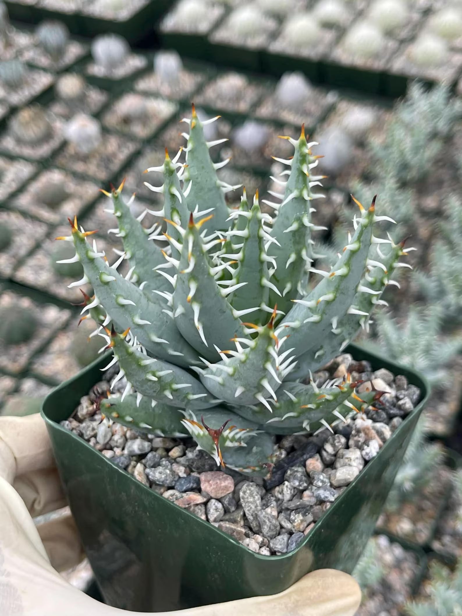 Aloe Erinacea | Seed Grown Rare Live Succulent Plant | Collector Aloe