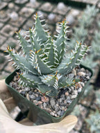 Aloe Erinacea | Seed Grown Rare Live Succulent Plant | Collector Aloe