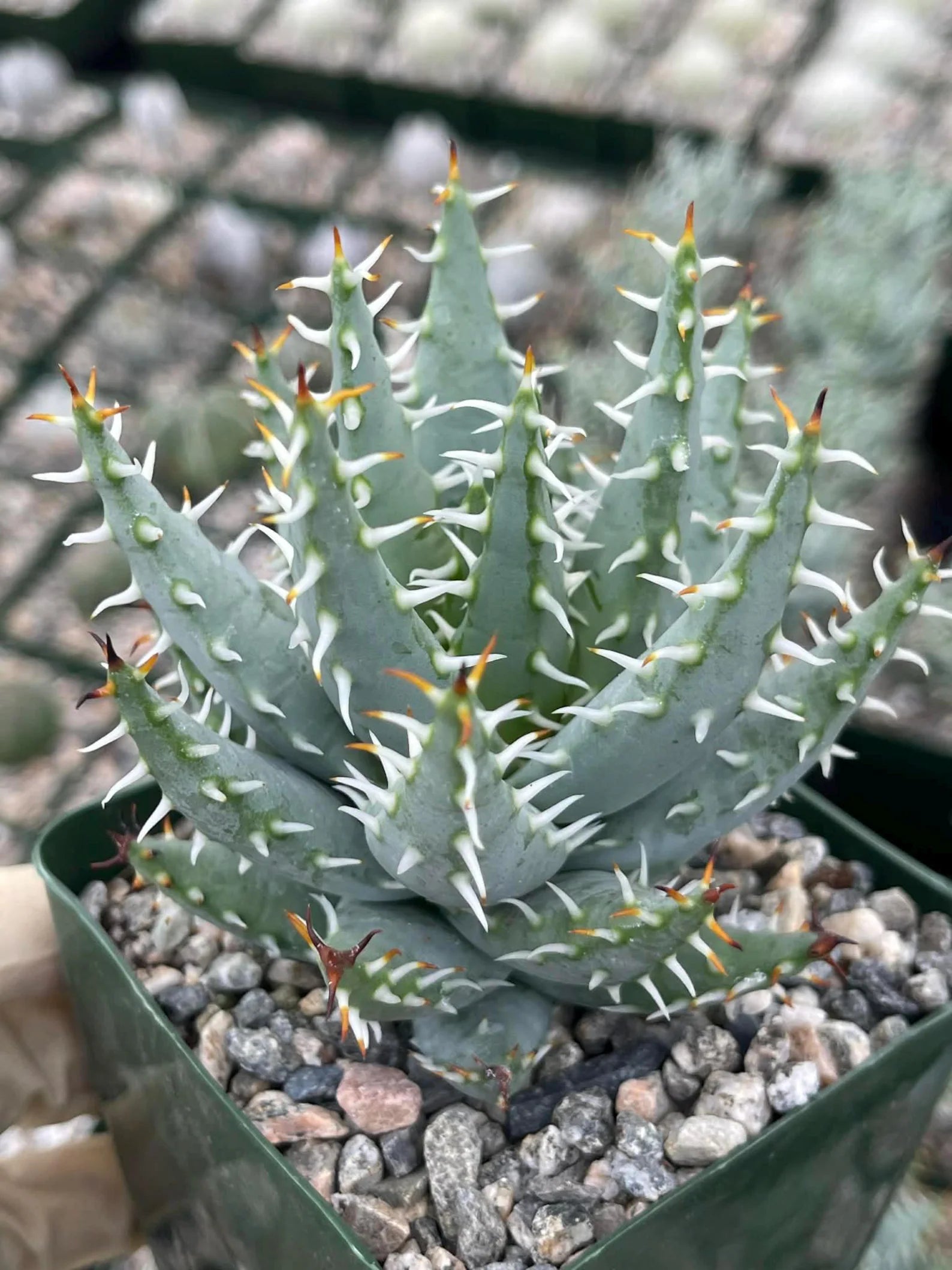 Aloe Erinacea | Seed Grown Rare Live Succulent Plant | Collector Aloe