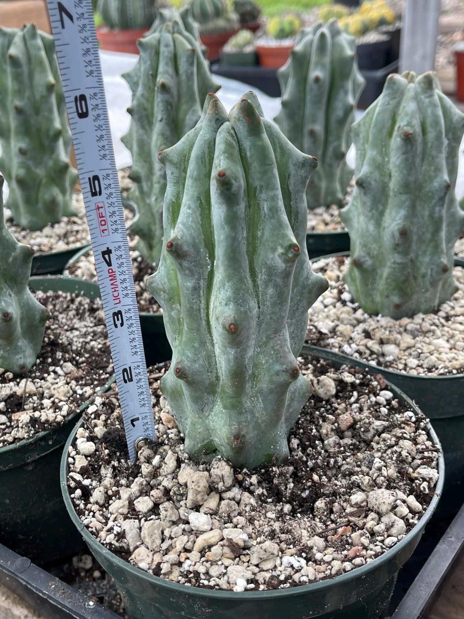 Stenocereus Beneckei Rare Live Cactus Plant 5–6 Inch