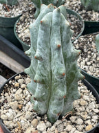 Stenocereus Beneckei Rare Live Cactus Plant 5–6 Inch