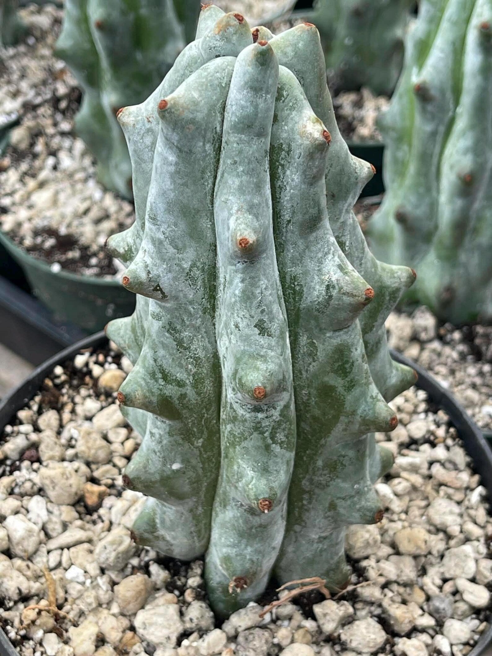 Stenocereus Beneckei Rare Live Cactus Plant 5–6 Inch