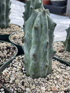 Stenocereus Beneckei Rare Live Cactus Plant 5–6 Inch