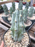 Stenocereus Beneckei Rare Live Cactus Plant 5–6 Inch