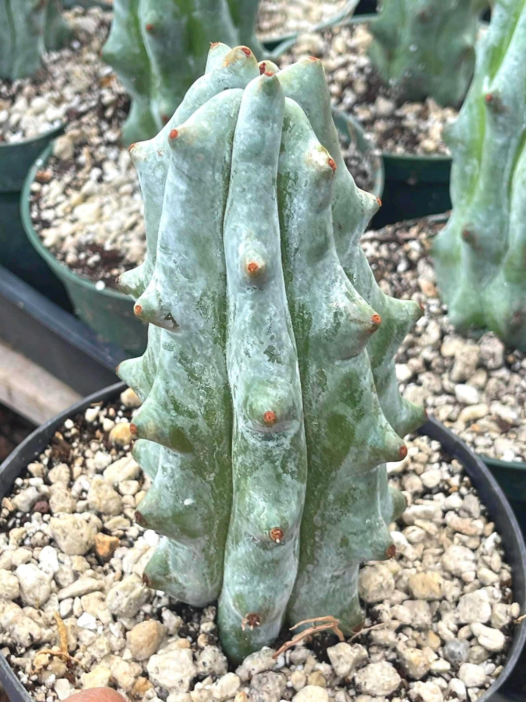 Stenocereus Beneckei Rare Live Cactus Plant 5–6 Inch
