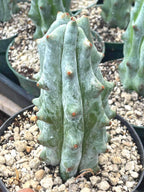 Stenocereus Beneckei Rare Live Cactus Plant 5–6 Inch