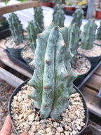 Stenocereus Beneckei Rare Live Cactus Plant 5–6 Inch