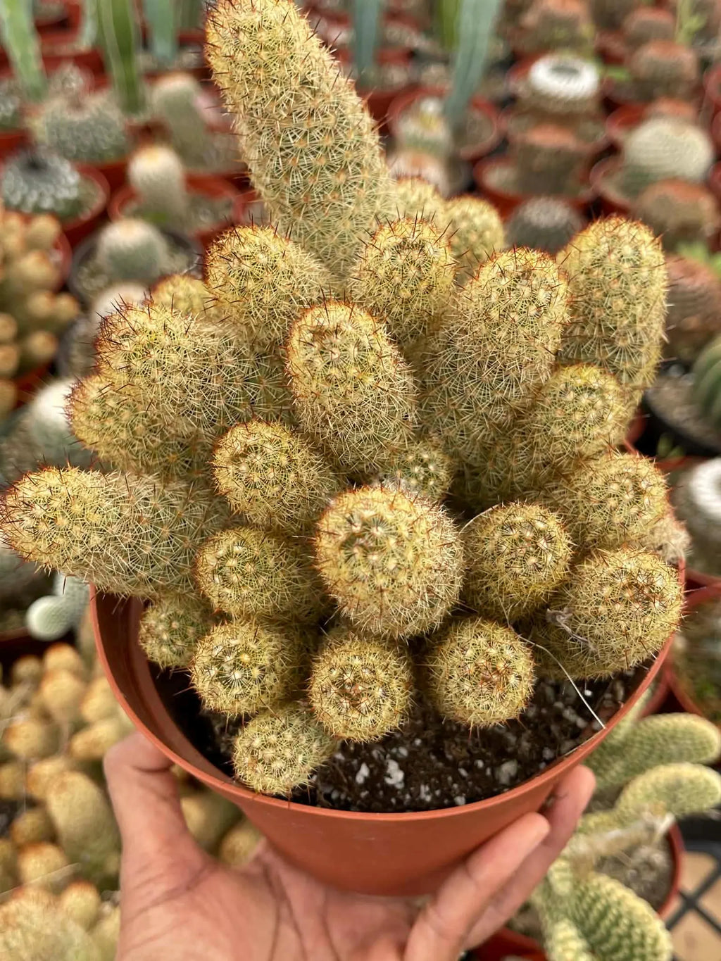 Large Mammillaria Elongata Cactus | 6 Inch Rare Live Cactus Plant | Easy-Care Succulent