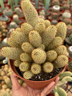 Large Mammillaria Elongata Cactus | 6 Inch Rare Live Cactus Plant | Easy-Care Succulent