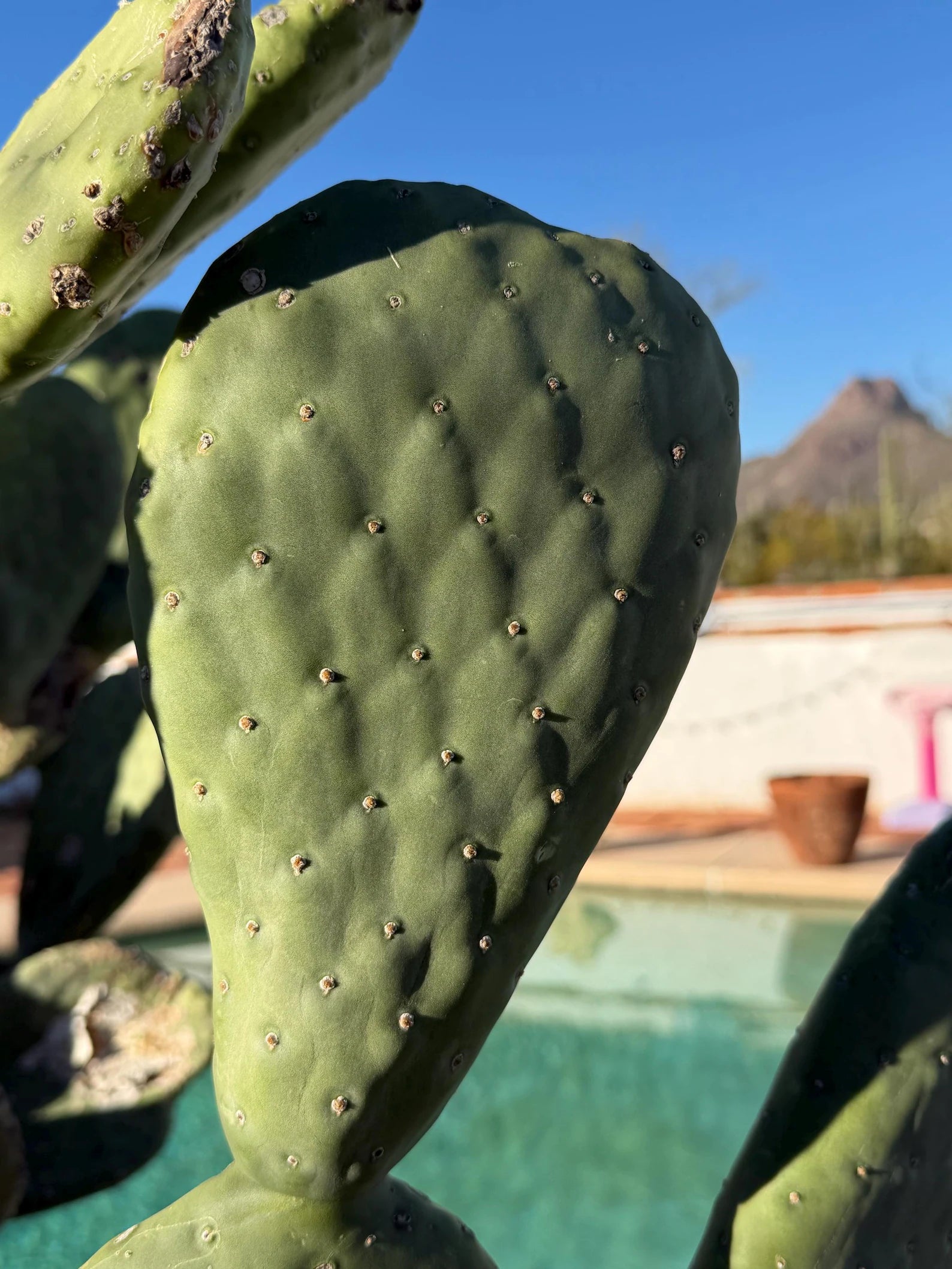 Spineless Opuntia Cactus Cutting | Live Prickly Pear Plant | 5–7 Inch Cactus Cutting