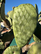 Spineless Opuntia Cactus Cutting | Live Prickly Pear Plant | 5–7 Inch Cactus Cutting