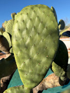 Spineless Opuntia Cactus Cutting | Live Prickly Pear Plant | 5–7 Inch Cactus Cutting